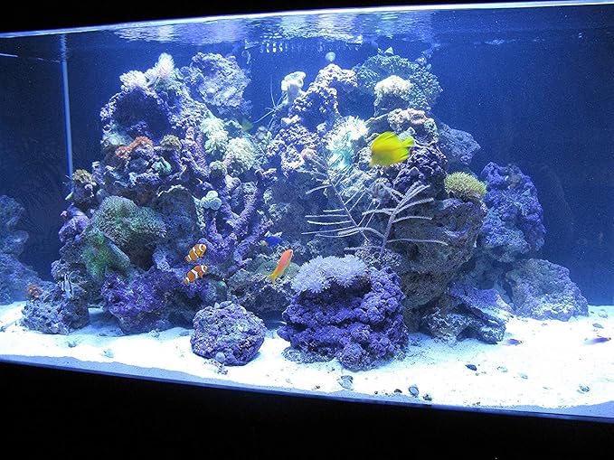 Kolar Labs Crystal Cal Activated Carbon – Small Jar, Activated Charcoal for Aquariums and Fish Tanks