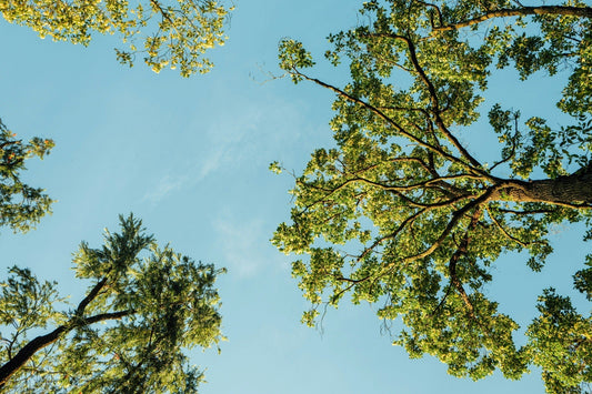Clear blue sky framed by green tree branches, symbolizing fresh air and clean environment for AquaNest HEPA filter blog.