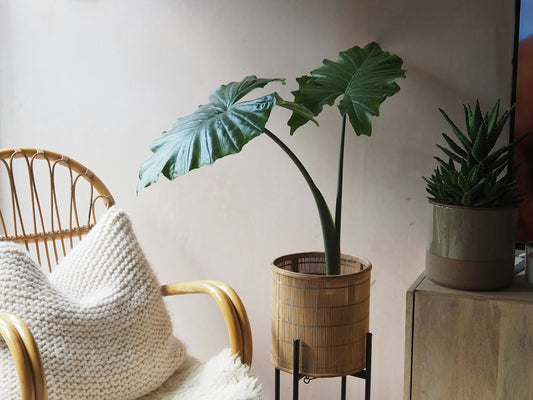 Indoor plants like aloe and leafy greenery in a cozy living space improving air quality – AquaNest